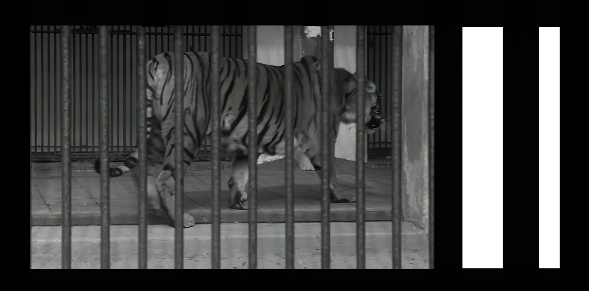 A tiger walking behind the bars of its enclosure.